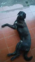 udi 