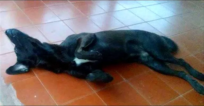Cachorro ra a viralata  idade 1 ano nome udi 