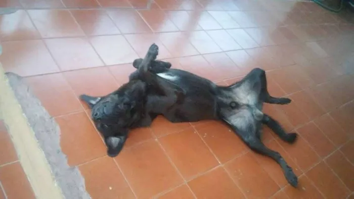 Cachorro ra a viralata  idade 1 ano nome udi 