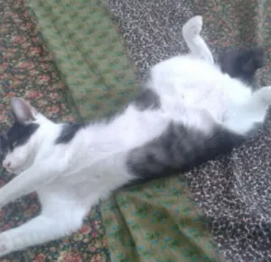 Gato raça mestiço idade 2 a 6 meses nome Quitéria Julieta
