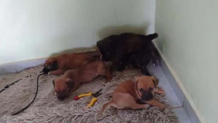 Cachorro ra a indefinida idade Abaixo de 2 meses nome VOCES ESCOLHEM