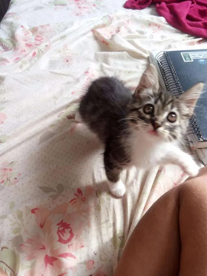 Gato raça  idade 2 a 6 meses nome Sem nome