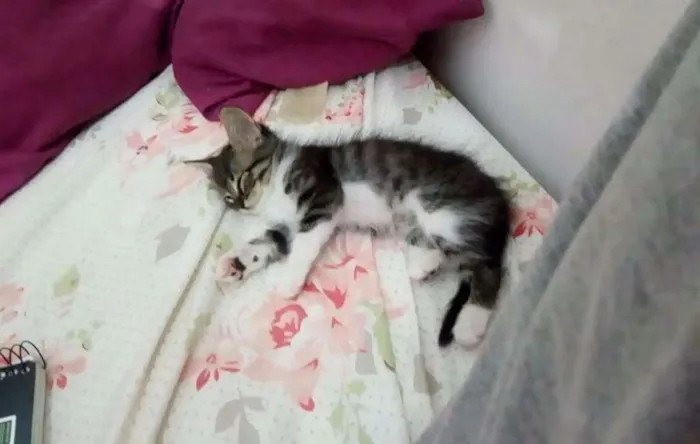 Gato raça  idade 2 a 6 meses nome Sem nome