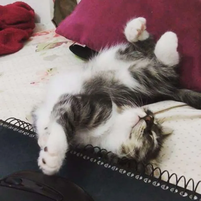 Gato raça  idade 2 a 6 meses nome Sem nome