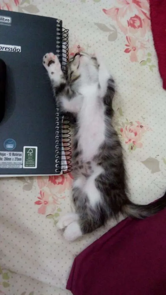 Gato raça  idade 2 a 6 meses nome Sem nome