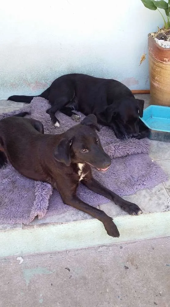 Cachorro ra a sem raca definida idade 2 anos nome Jully e Laika