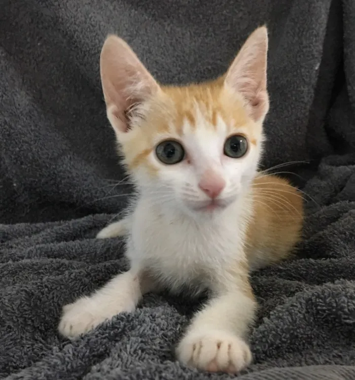 Gato ra a SRD idade 2 a 6 meses nome Fanta 