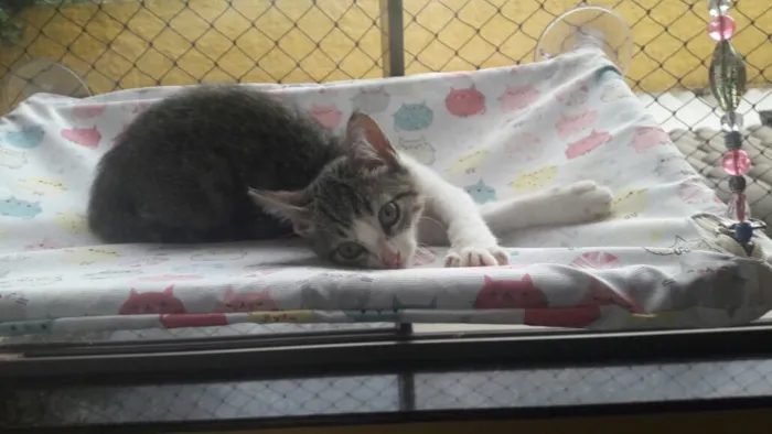 Gato ra a SRD idade 2 a 6 meses nome Alice