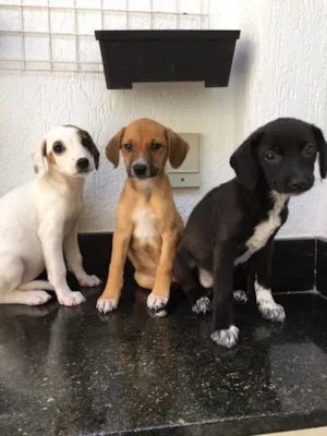 Cachorro raça SRD idade 2 a 6 meses nome sem nome