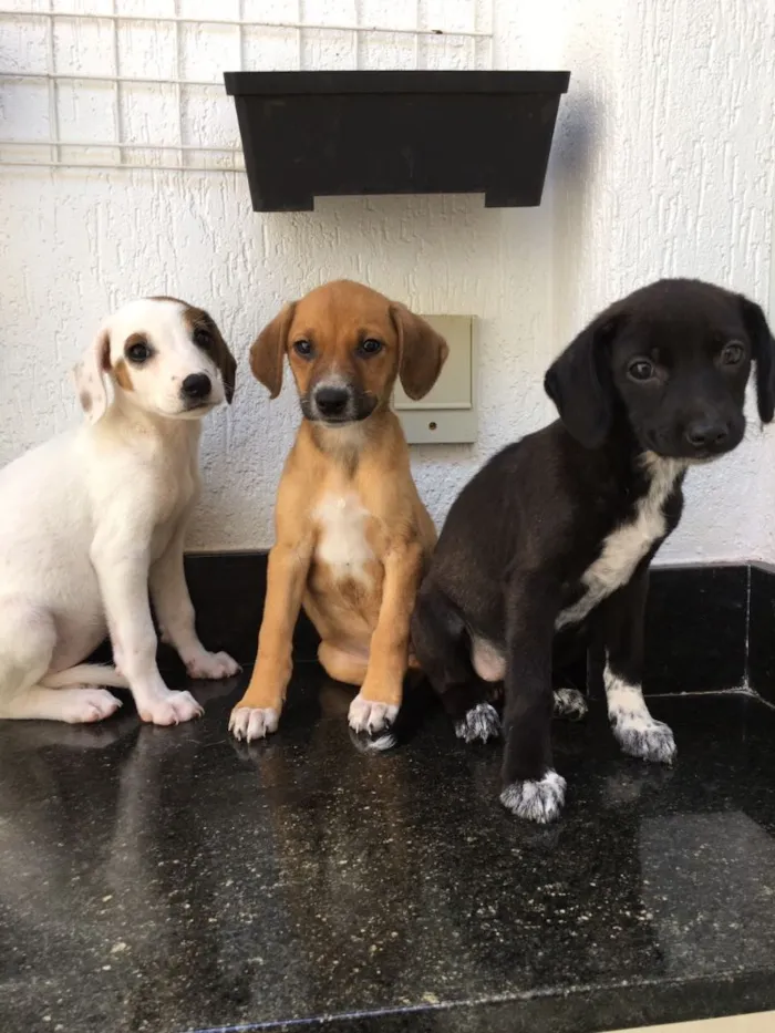 Cachorro ra a srd idade 2 a 6 meses nome sem nome