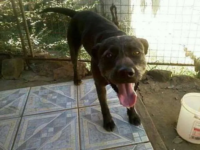 Cachorro ra a vira lata idade 5 anos nome Bumer