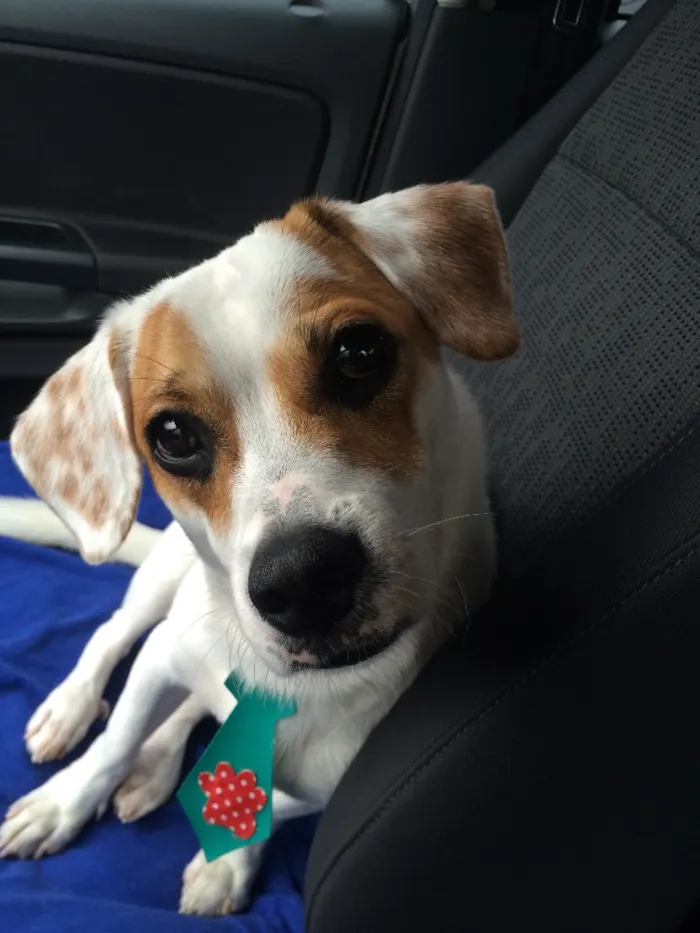Cachorro ra a Vira lata idade 2 anos nome Bolota