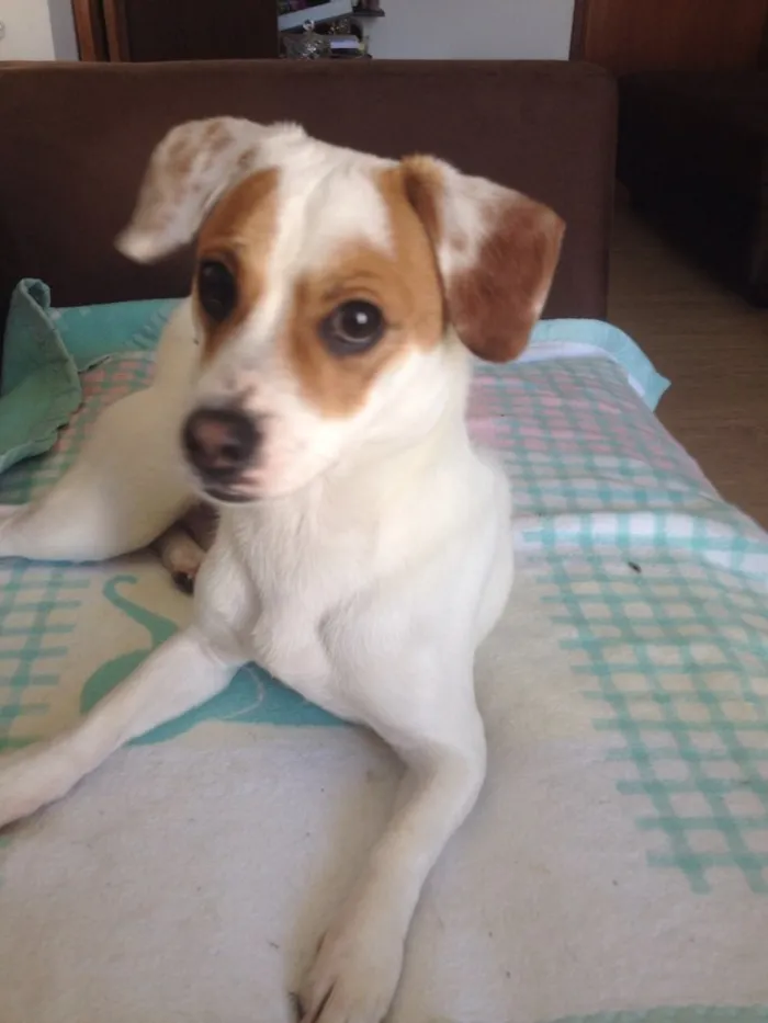 Cachorro ra a Vira lata idade 2 anos nome Bolota