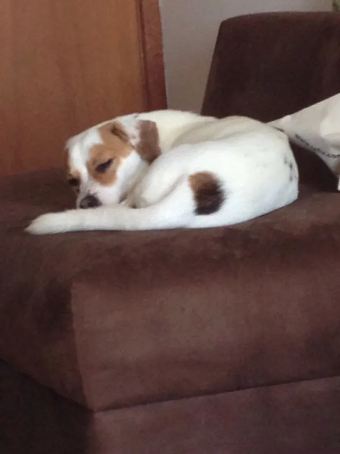 Cachorro ra a Vira lata idade 2 anos nome Bolota