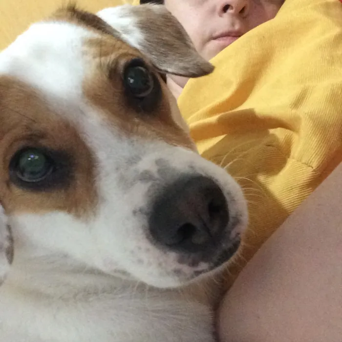 Cachorro ra a Vira lata idade 2 anos nome Bolota