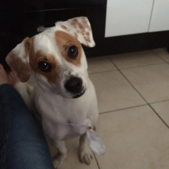 Cachorro ra a Vira lata idade 2 anos nome Bolota