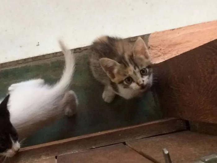 Gato ra a  idade Abaixo de 2 meses nome Filhotes