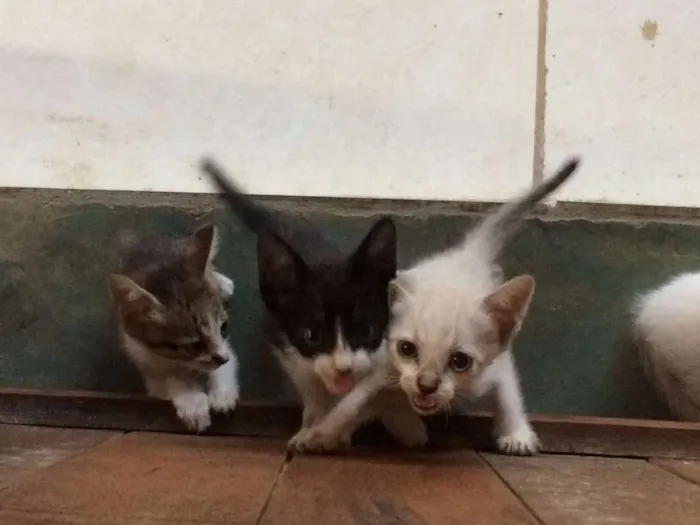 Gato ra a  idade Abaixo de 2 meses nome Filhotes