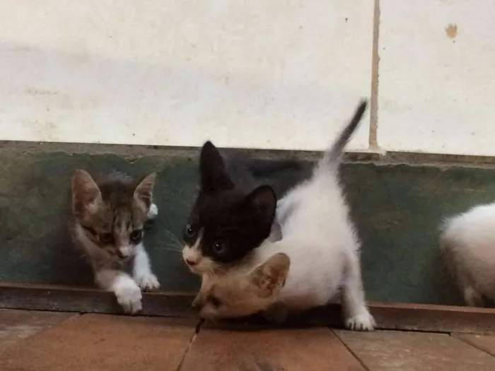 Gato ra a  idade Abaixo de 2 meses nome Filhotes