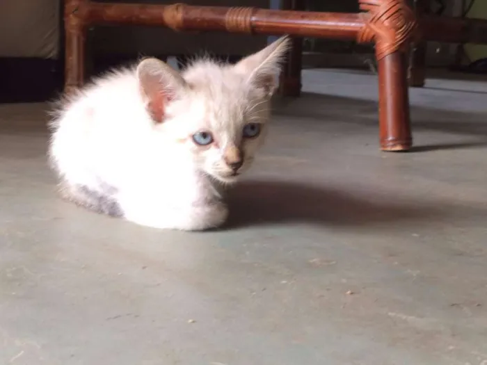 Gato ra a  idade Abaixo de 2 meses nome Filhotes