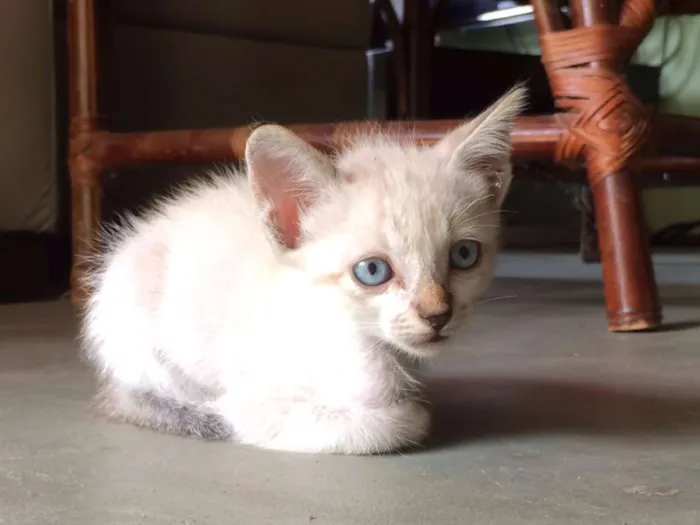 Gato ra a  idade Abaixo de 2 meses nome Filhotes