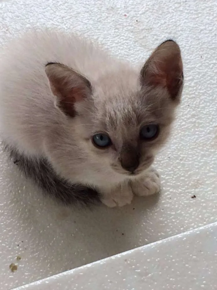 Gato ra a  idade Abaixo de 2 meses nome Filhotes