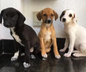Cachorro raça srd idade 2 a 6 meses nome sem nome