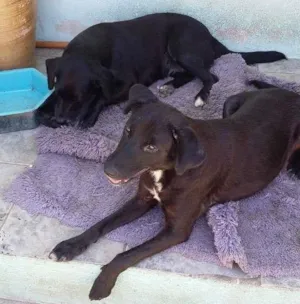 Cachorro raça sem raca definida idade 2 anos nome Jully e Laika