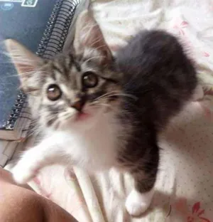 Gato raça  idade 2 a 6 meses nome Sem nome