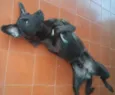 udi 