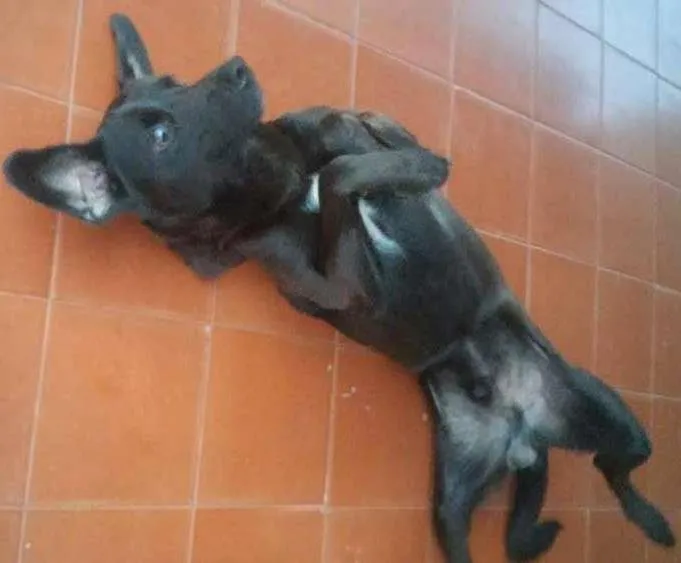 Cachorro ra a viralata  idade 1 ano nome udi 
