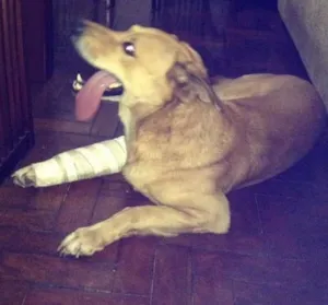 Cachorro raça indefinida idade 2 anos nome Lobo