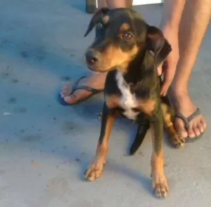 Cachorro raça indefinida idade 1 ano nome sem nome