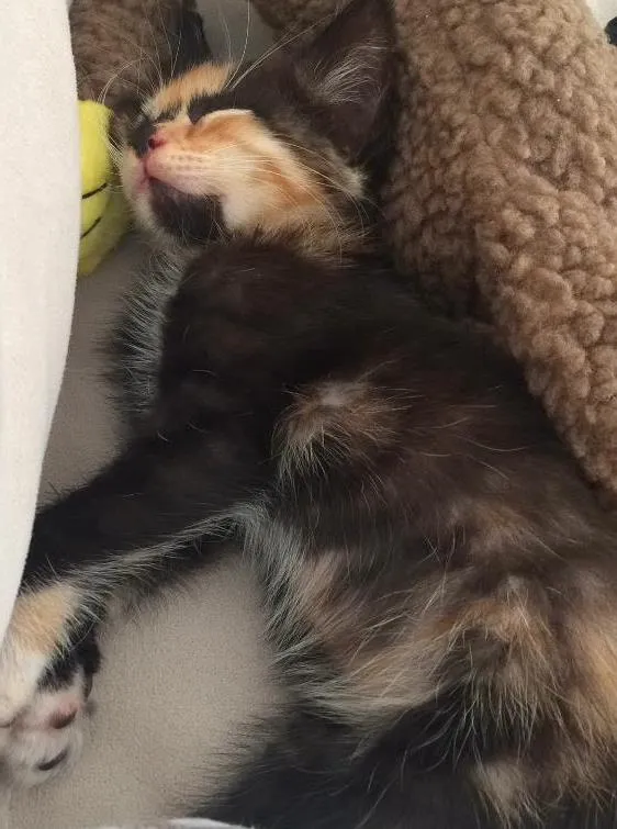 Gato ra a Viralata idade Abaixo de 2 meses nome Sem nome
