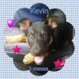 Kevin