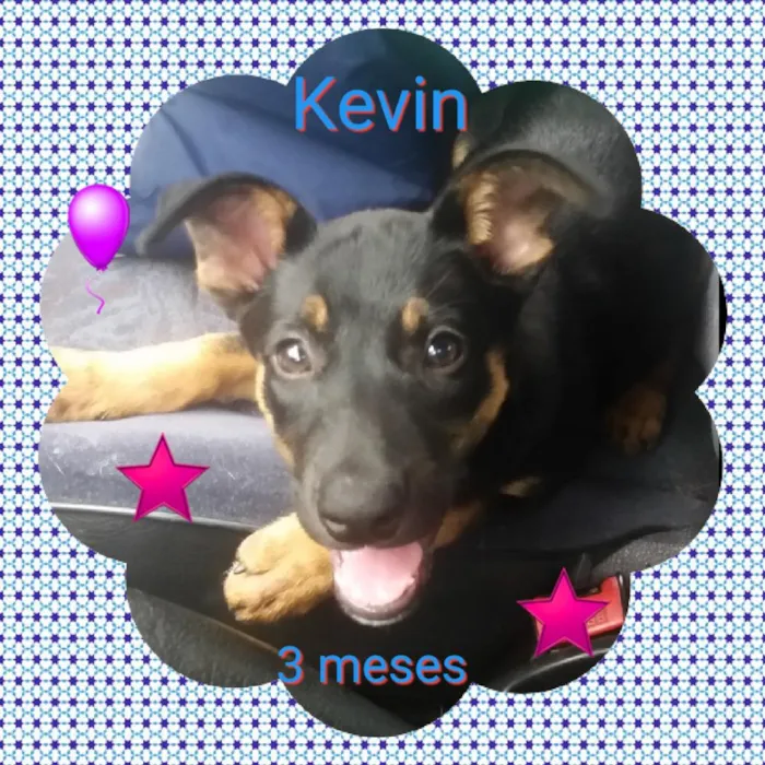 Cachorro ra a MiX pastor idade 2 a 6 meses nome Kevin