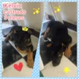 Kevin