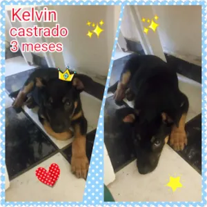 Cachorro raça MiX pastor idade 2 a 6 meses nome Kevin