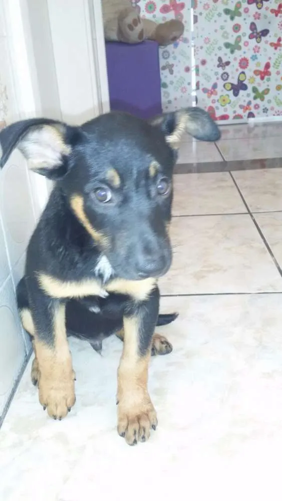 Cachorro ra a MiX pastor idade 2 a 6 meses nome Kevin