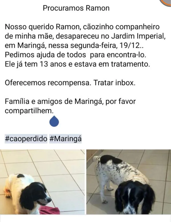 Cachorro ra a SRD mestiço cocker idade 6 ou mais anos nome Ramon