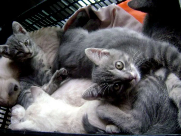Gato ra a mestiço siamês idade 2 a 6 meses nome bebezinhos