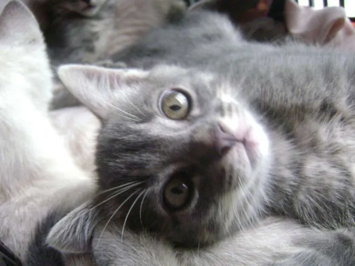 Gato ra a mestiço siamês idade 2 a 6 meses nome bebezinhos