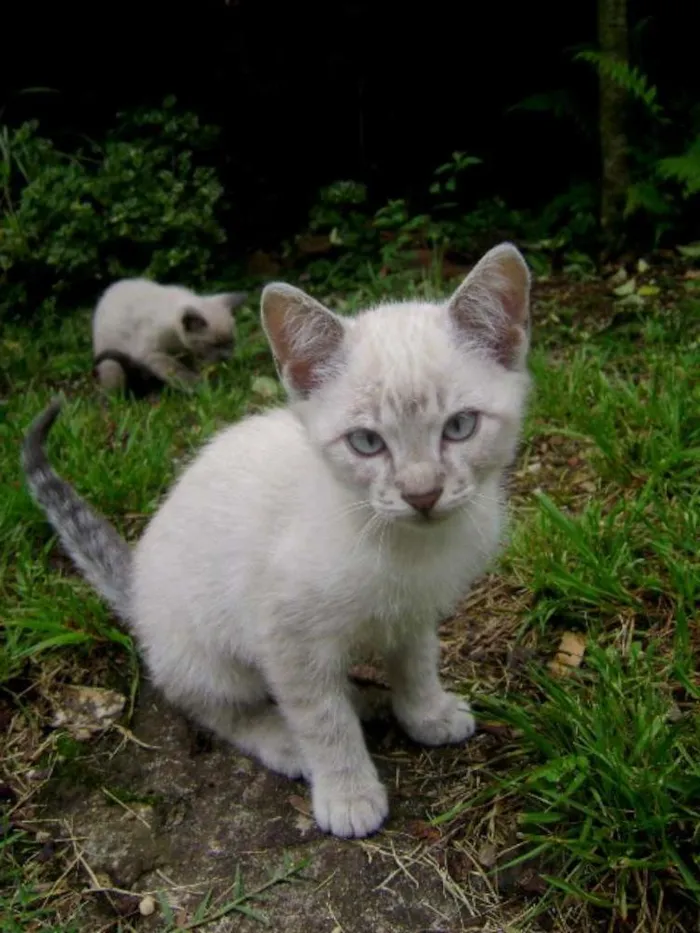 Gato ra a mestiço siamês idade 2 a 6 meses nome bebezinhos
