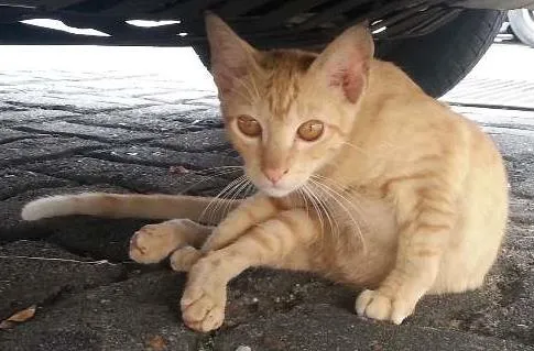 Gato raça vira lata idade 2 a 6 meses nome Amarelinha