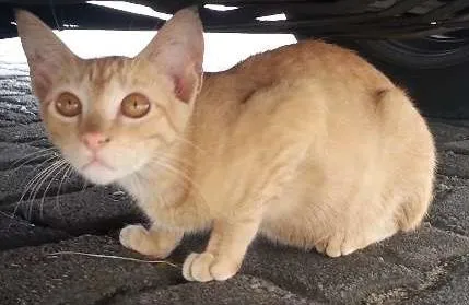 Gato raça vira lata idade 2 a 6 meses nome Amarelinha