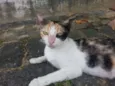 Felícia