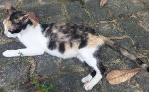 Gato raça vira lata idade 7 a 11 meses nome Felícia