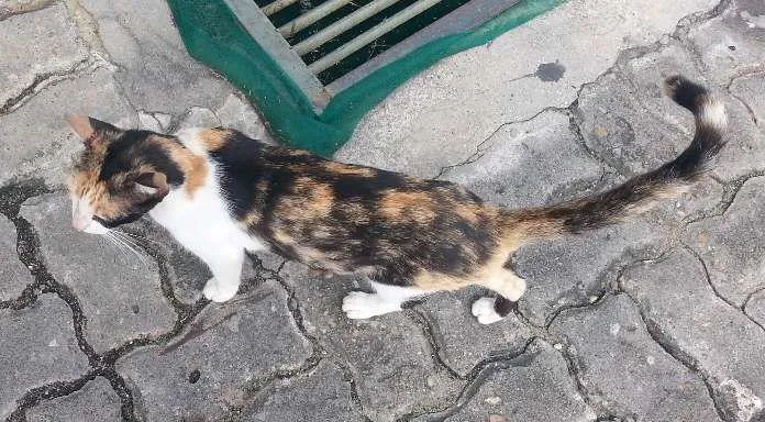 Gato raça vira lata idade 7 a 11 meses nome Felícia