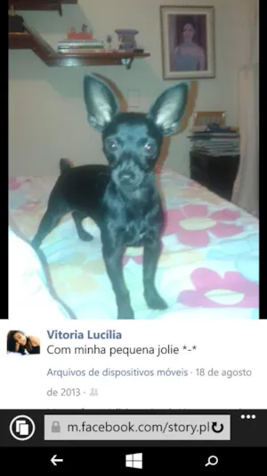 Cachorro raça pinscher idade 3 anos nome Jolie