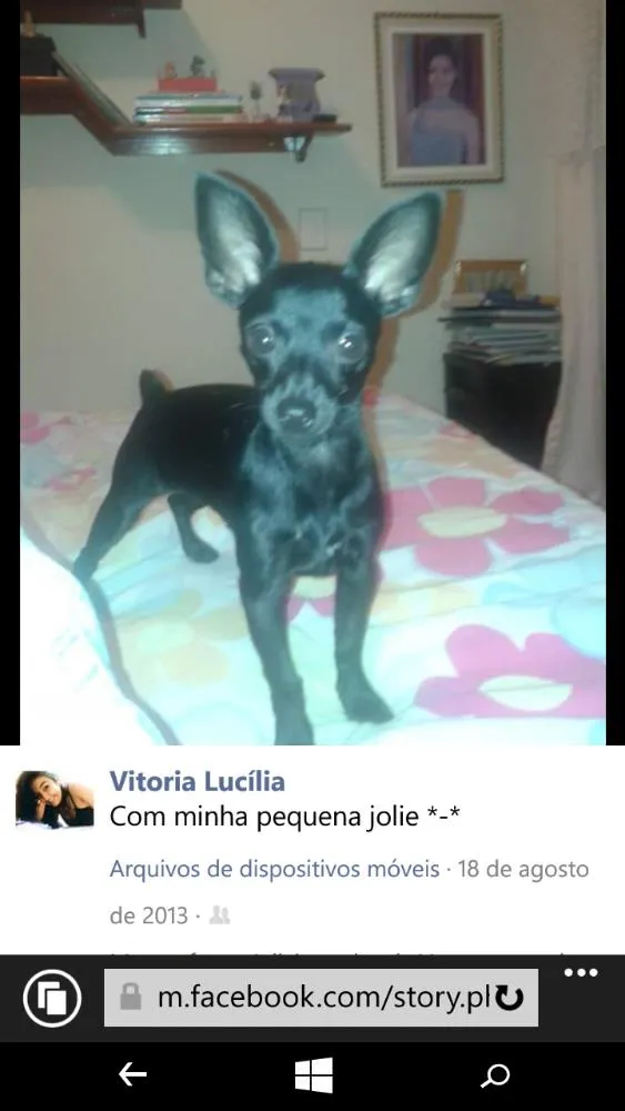 Cachorro ra a pinscher idade 3 anos nome Jolie